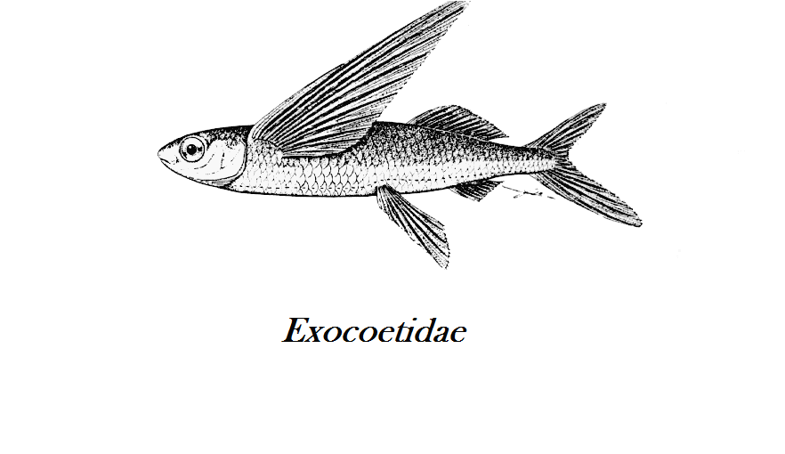 Flyvefiskerogn