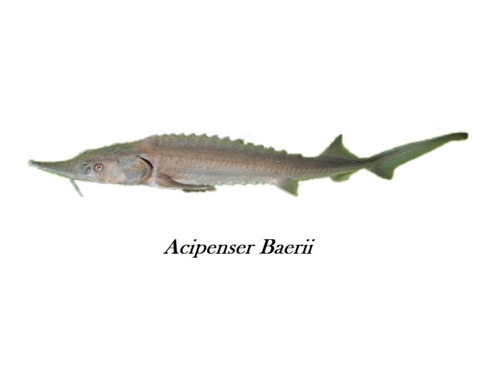 Siberian Baerii Caviar
