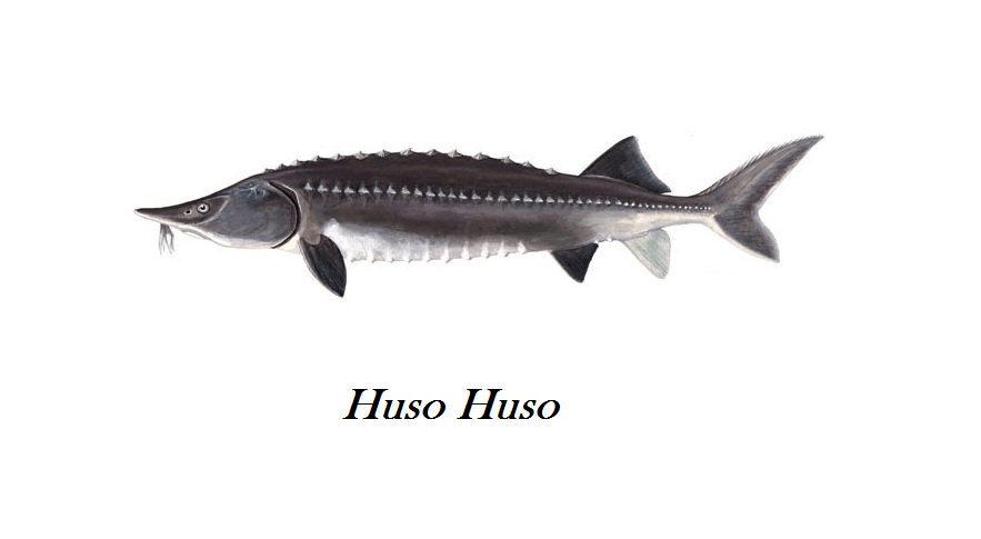Beluga Caviar