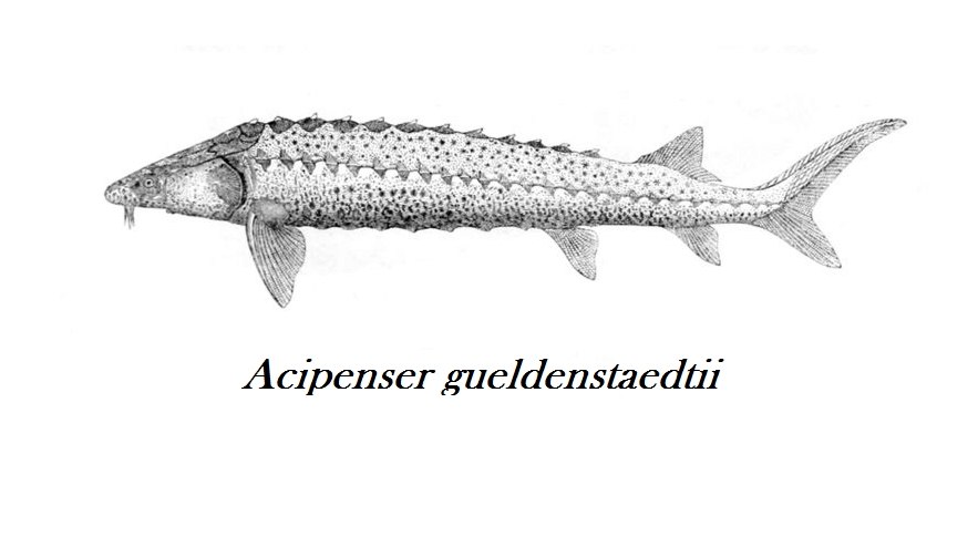 Oscietre Caviar