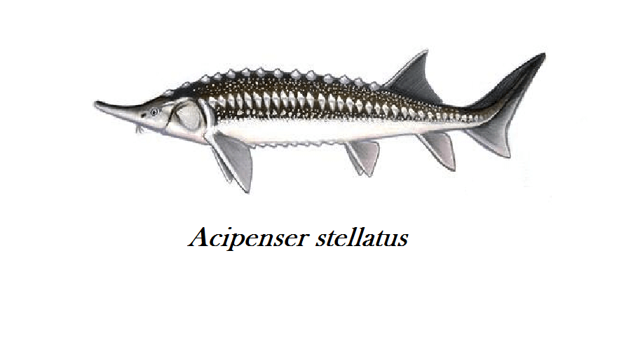 Sevruga Caviar