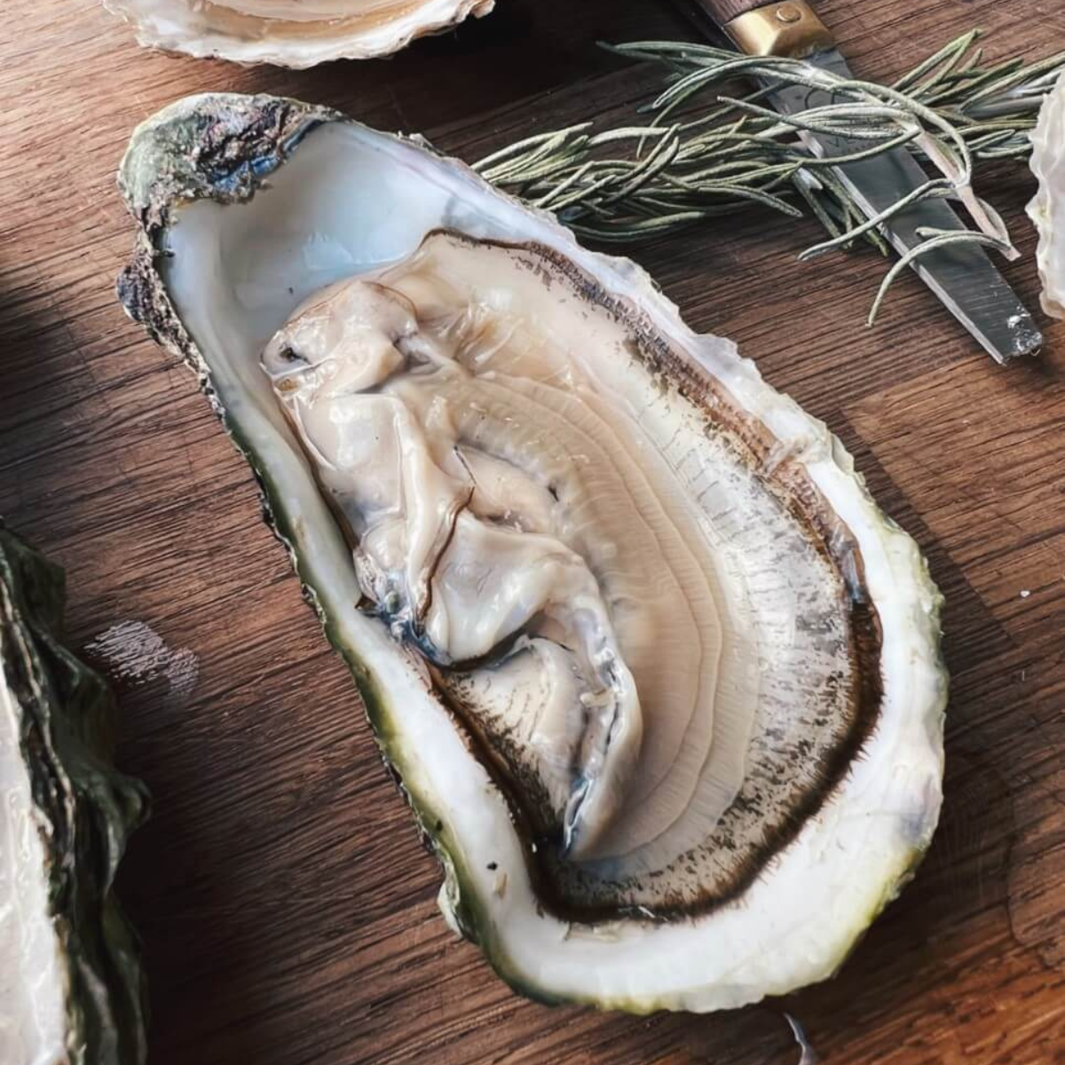 Stillehavsøsters