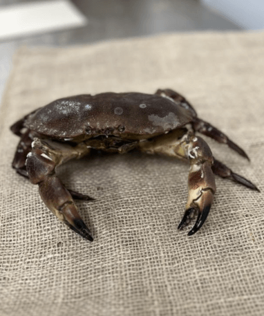 Taskekrabbe fra Limfjorden