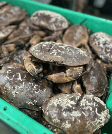 Taskekrabbe fra Limfjorden