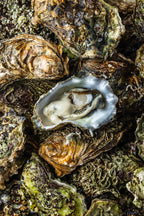 Stillehavsøsters fra Limfjorden – Venø Seafood