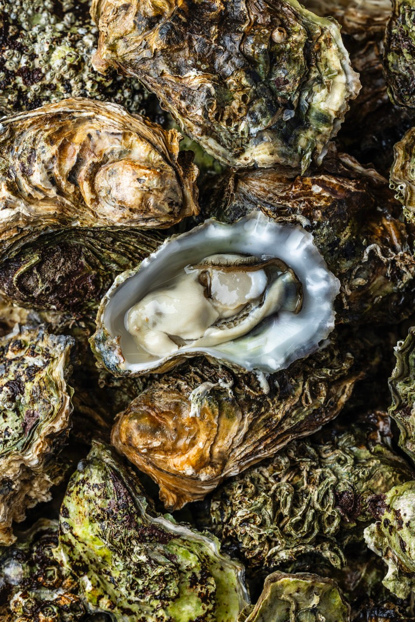 Stillehavsøsters fra Limfjorden