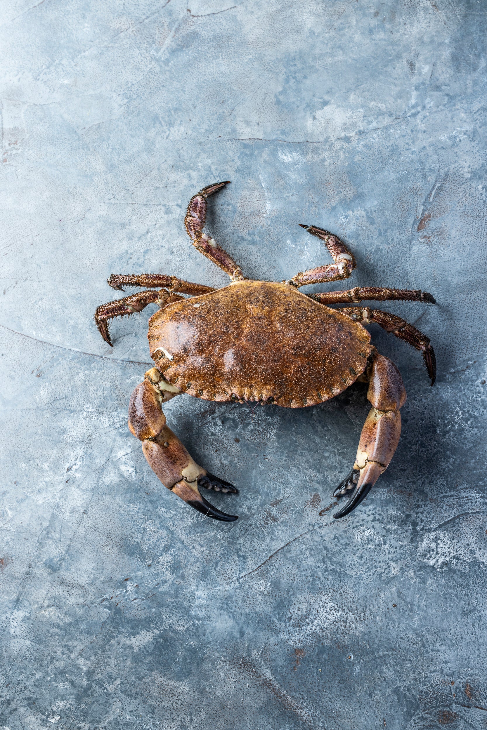 Taskekrabbe fra Limfjorden