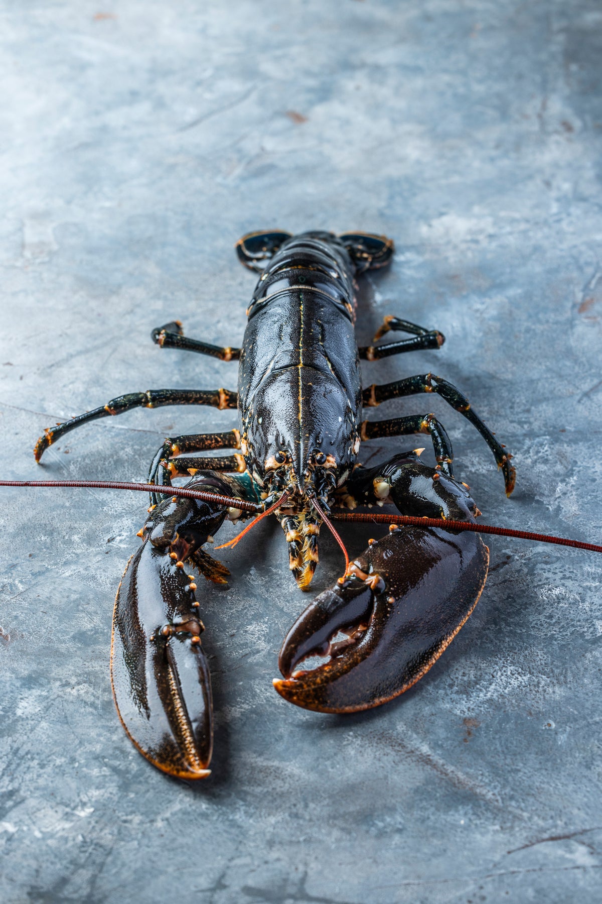 Frisk Limfjordshummer – Venø Seafood