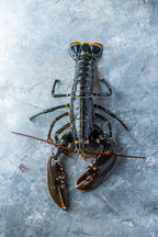 Frisk Limfjordshummer