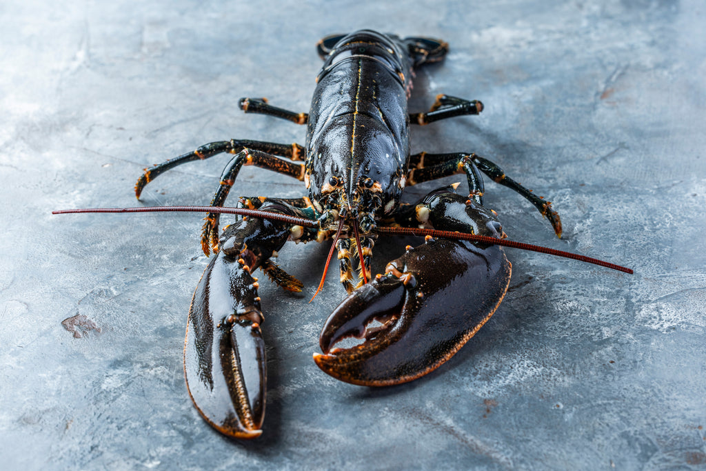 Frisk Limfjordshummer