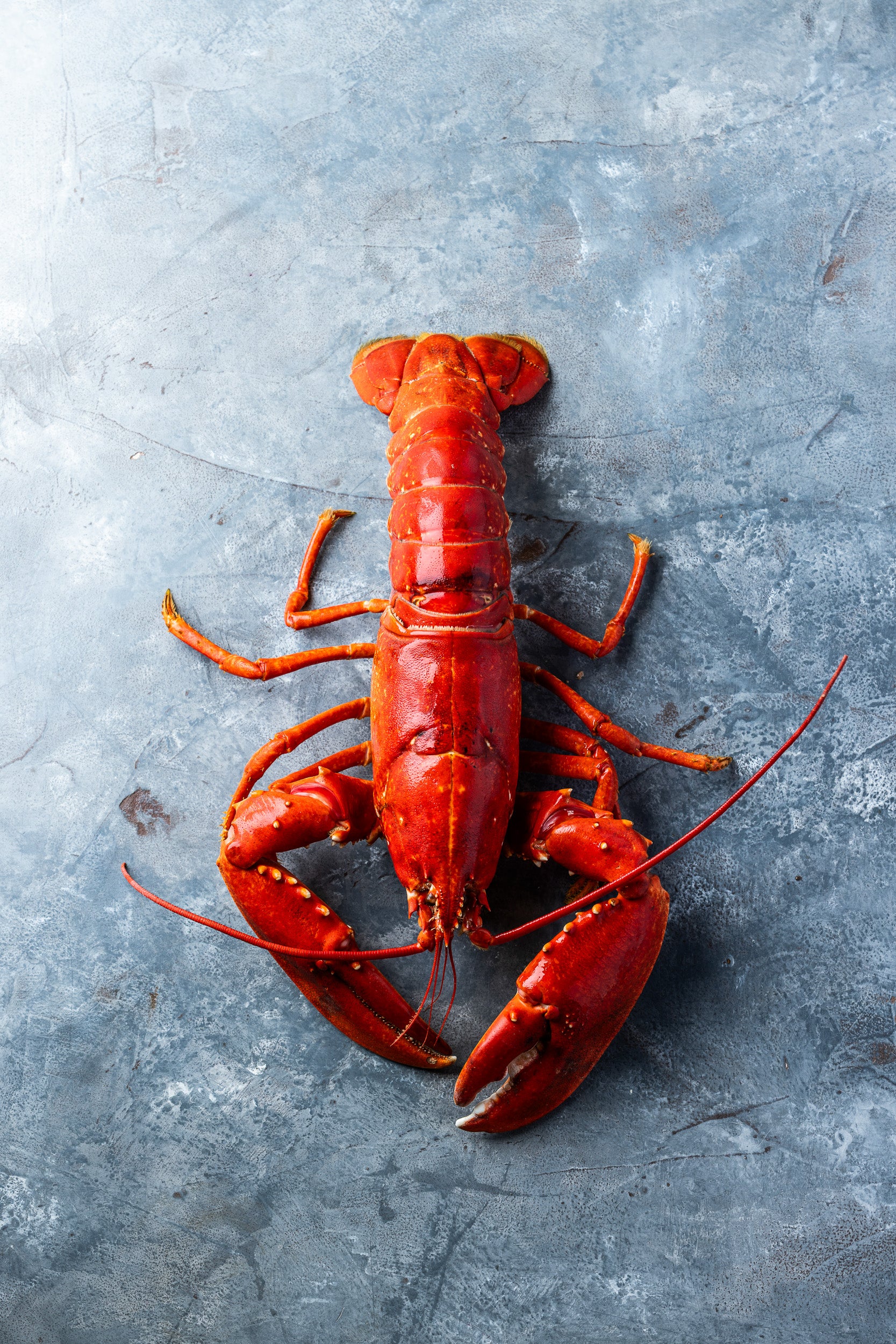 Kogt Limfjordshummer | KUN til nytårslevering d. 30 dec. 2025