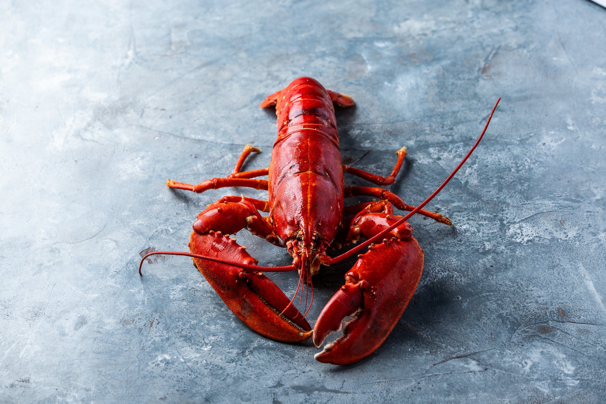 Kogt Limfjordshummer | KUN til nytårslevering d. 30 dec. 2025