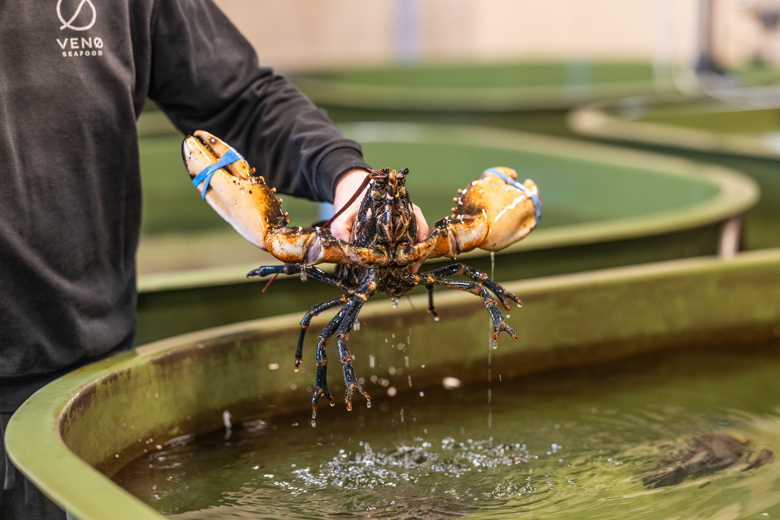 Frisk Limfjordshummer